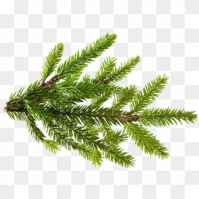 West Coast Institute Of Aromatherapy - Pine Cone Tree Leaves, HD Png Download - pine needles png