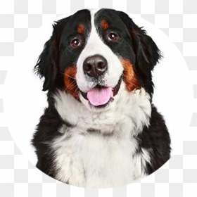 Bernese Mountain Dog, HD Png Download - dog barking png