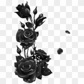 #roses #black #rose #leaves #garden #drops - Black Rose Frame Transparent, HD Png Download - black rose petals png