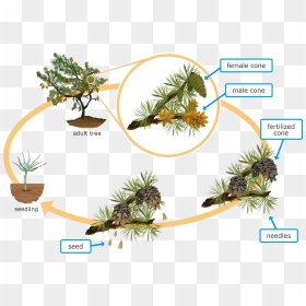 Life Cycle Of A Conifer Plant, HD Png Download - pine needles png