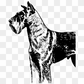 Dog Draw Png Vector, Transparent Png - schnauzer png