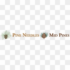 Graphic Design, HD Png Download - pine needles png
