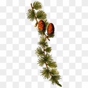 European Larch 2 Clip Arts - Spruce Pine Botanical Illustration, HD Png Download - pine needles png