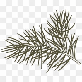 Citrine Pine Logo Pine Only Green Flip - Pond Pine, HD Png Download - pine needles png
