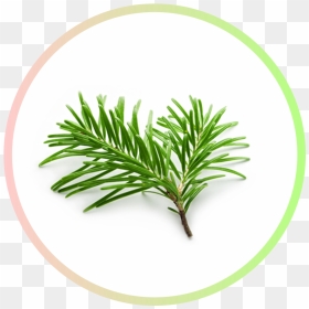 Essential Oil, HD Png Download - pine needles png