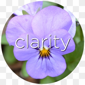 Clarity Pansy Flower Essence - Pansy, HD Png Download - pansy png