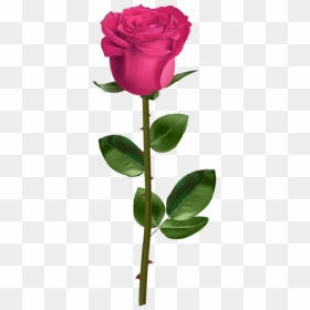 Free Png Rose With Stem Pink Png Images Transparent - Rose Transparent Background, Png Download - transparent png images roses