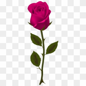 Free Png Download Pink Rose Png Images Background Png - Dark Red Roses Png, Transparent Png - transparent png images roses