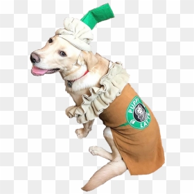#unodawson #shanedawson #pngs #png #lovely Pngs #usewithcredit - Golden Retriever, Transparent Png - shane dawson png