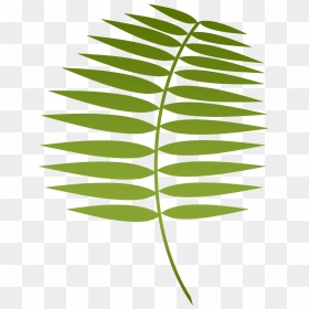 Lent Palm, HD Png Download - palm sunday png