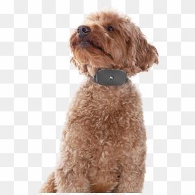 Miniature Poodle, HD Png Download - dog barking png