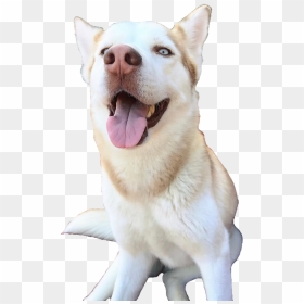 #honeydawson #shanedawson #pngs #png #lovely Pngs #usewithcredit - Dog Yawns, Transparent Png - shane dawson png
