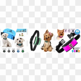 Tiny Dog Bark Collar Reviews - Yorkshire Terrier, HD Png Download - dog barking png