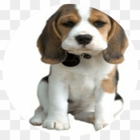 Cutest Dog Png, Transparent Png - dog barking png