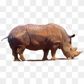Download Rhinoceros Png Clipart - Rhinoceros, Transparent Png - rhinoceros png