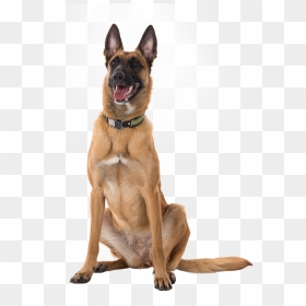 Unleashed Obedience - Police Dog, HD Png Download - dog barking png