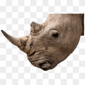Rhino Horns Png - Rhino Horn White Background, Transparent Png - rhinoceros png