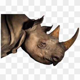 Rhinoceros Horn Elephant Loveliveserve - Rhinoceros Head Png, Transparent Png - rhinoceros png