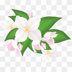 White Flower Clipart Png , Png Download - Jasmine, Transparent Png - white flower clipart png