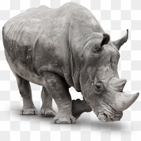 Black Rhinoceros, HD Png Download - rhinoceros png