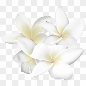 White Flower Clip Art - Frangipani, HD Png Download - white flower clipart png