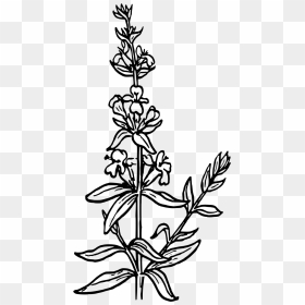 Hyssop Drawing, HD Png Download - white flower clipart png