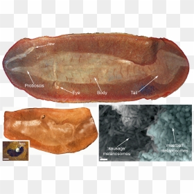 Prehistoric Peepers Give Vital Clue In Solving 300 - Tully Monster Full Fossil, HD Png Download - monster eyes png