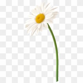 White Gerbera Daisy Png Clipart , Png Download - White Gerbera Daisy Png, Transparent Png - daisy clipart png