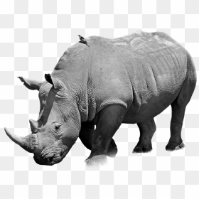 Black Rhinoceros, HD Png Download - rhinoceros png