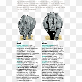 Indian Rhinoceros, HD Png Download - rhinoceros png
