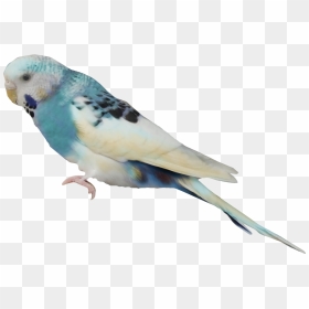 Aves Png Free Download - Aves En Png, Transparent Png - aves png