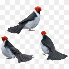 Bird , Png Download - Finch, Transparent Png - aves png