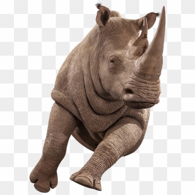 Indian Rhinoceros, HD Png Download - rhinoceros png