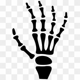 Carpal Bones Human Skeleton Hand - Skeleton Hand Silhouette, HD Png Download - skeleton hands png