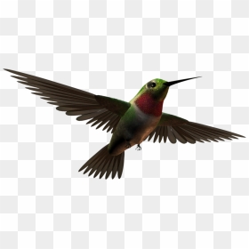 Free Download Aves Clipart Hummingbird - Aves Png, Transparent Png - aves png