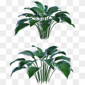 Palm Tree, HD Png Download - outdoors png
