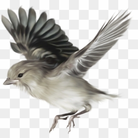 Aves Png - 2/4 - Taringa - Darwin"s Origin Of Species - Bird Flying, Transparent Png - aves png