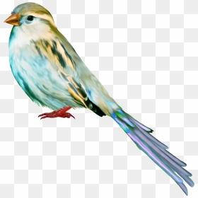 Tube, Birds, Los Tipitos, Art, Craft Art, Kunst, Bird, - Birds, HD Png Download - aves png