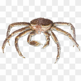 King Crabs Transparent Background, HD Png Download - sushi clipart png