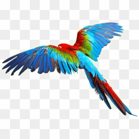 Parrot Clipart Aves - Colorful Flying Birds Png, Transparent Png - aves png