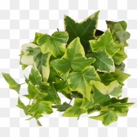 Transparent Ivy Leaf Png - Ivy, Png Download - ivy leaf png