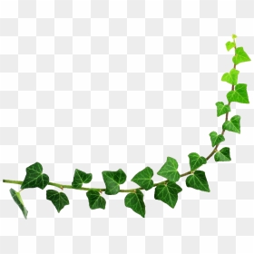 Decorative Leaf Png Background Image - Cartoon Ivy Plant, Transparent Png - ivy leaf png