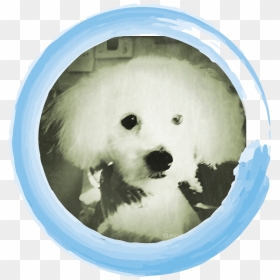 Companion Dog, HD Png Download - circled png