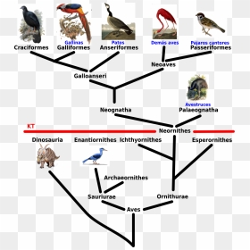 Phylogeny Tree Of Aves, HD Png Download - aves png