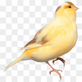 Aves - Yellow Bird Transparent Background, HD Png Download - aves png