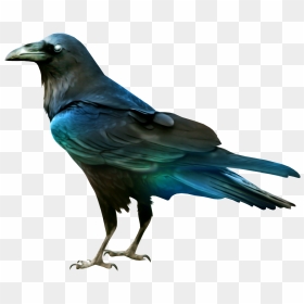 Crow Png, Transparent Png - aves png