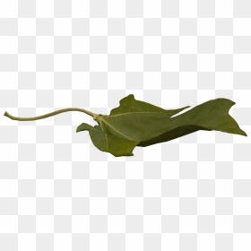 Maple, HD Png Download - flying leaves png