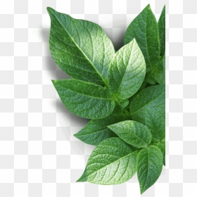 Our Community - Houseplant - Houseplant, HD Png Download - flying leaves png