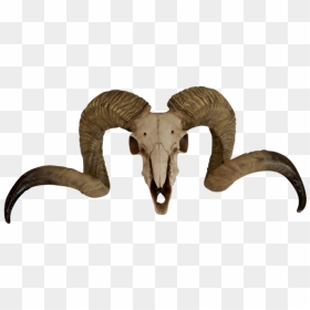 Thumb Image - Ram Skull Png, Transparent Png - goat skull png