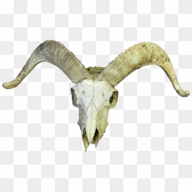 Horn Of Goat Png - Transparent Goat Skull Png, Png Download - goat skull png